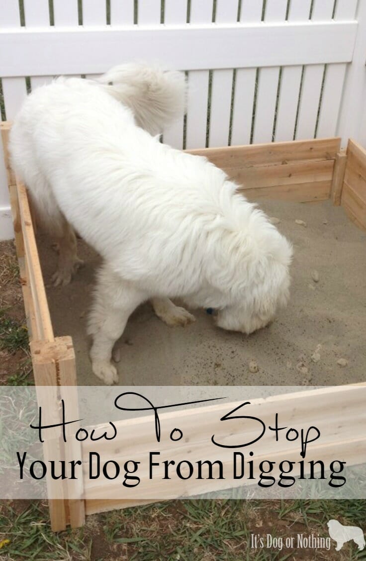 how to keep dog from digging in grass