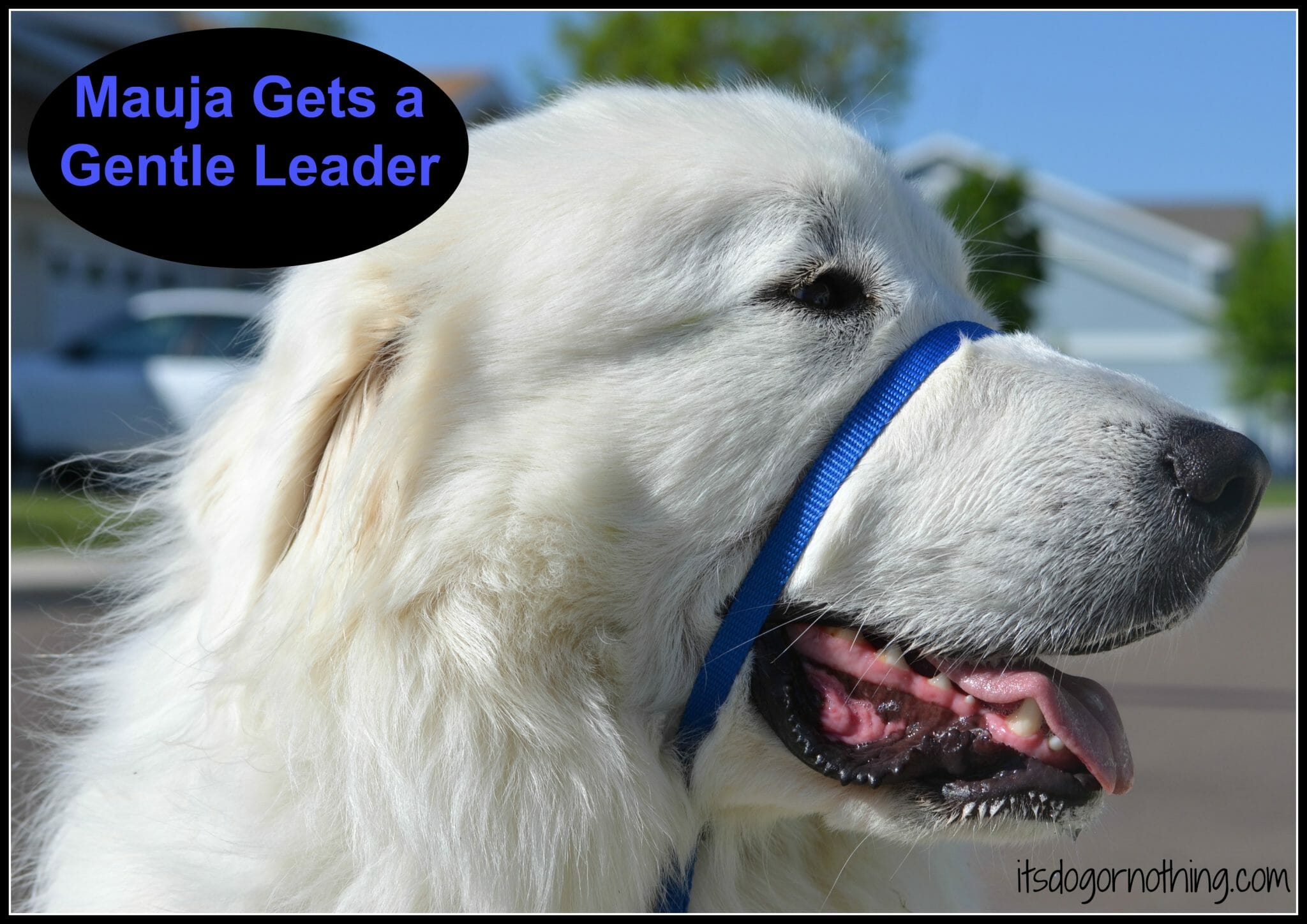 Gentle leader 2024 reactive dogs