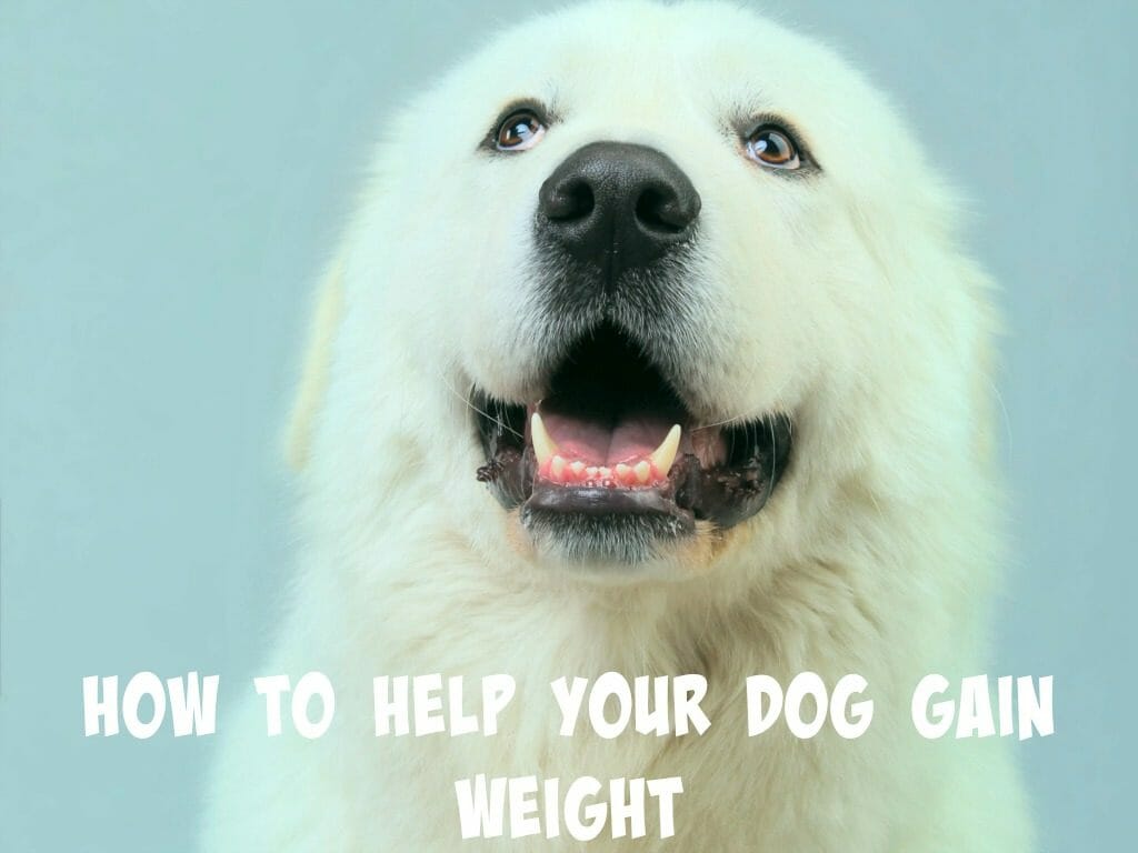 Is your dog underweight? Whether your dog is a picky eater or didn't get the best start to life, here are a few tips to help your dog gain weight.