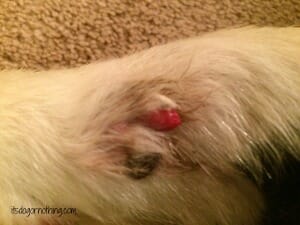 Dog deals nail bleeding