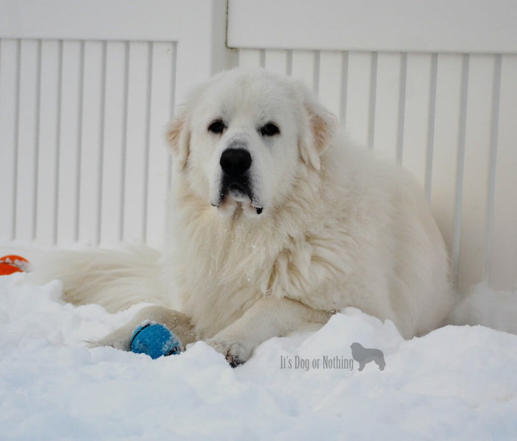 angry great pyrenees