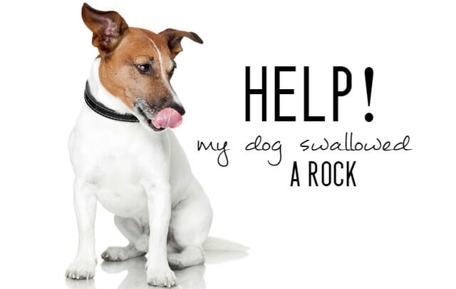 Help My Dog Swallowed A Rock It S Dog Or Nothing