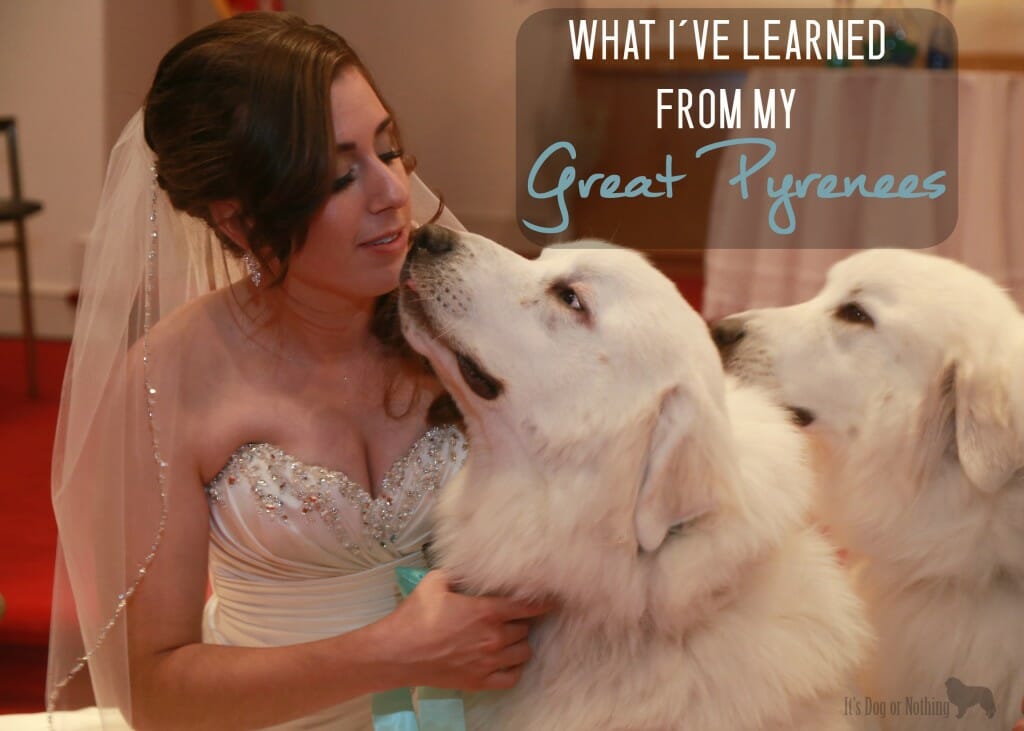 My Great Pyrenees have taught me many life lessons over the past few years.