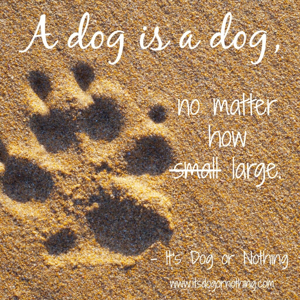 A dog is a dog, no matter how large.