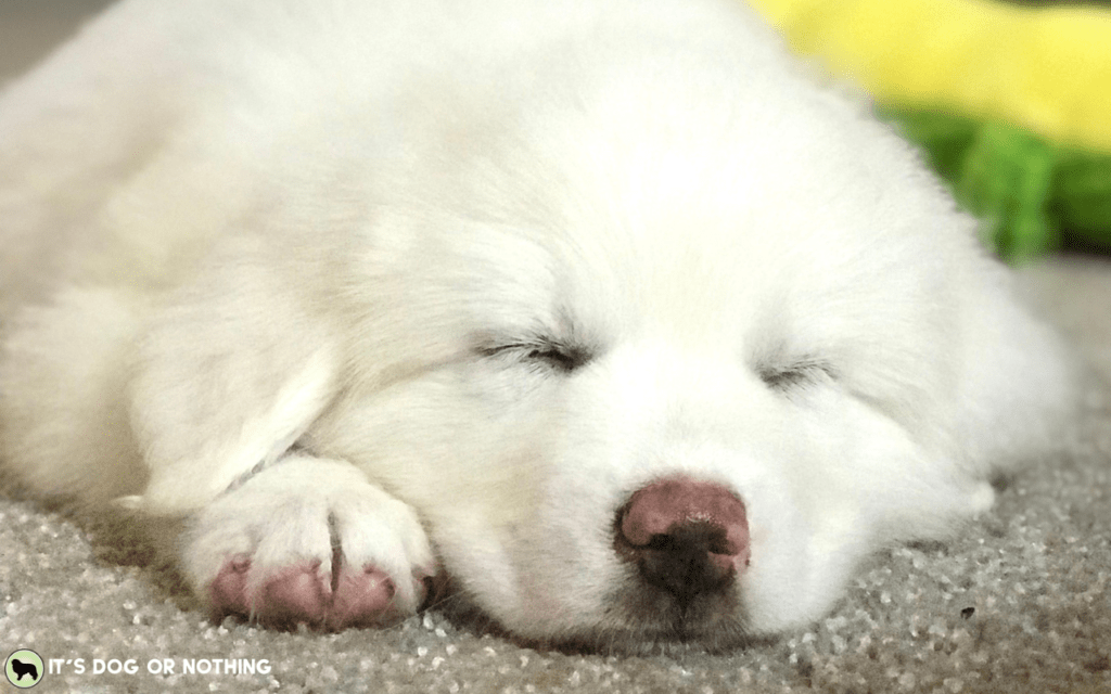 5 Things I Wish People Knew About Great Pyrenees (before bringing one home) | It's Dog or Nothing