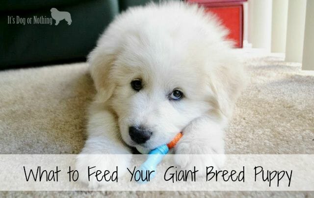 Feeding giant outlet breed puppies