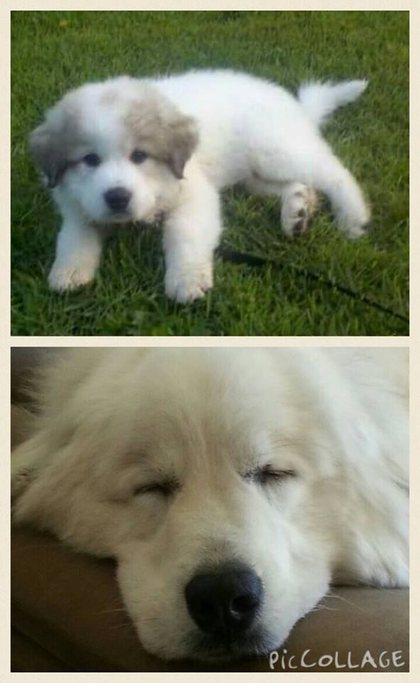How badger marks change on Great Pyrenees
