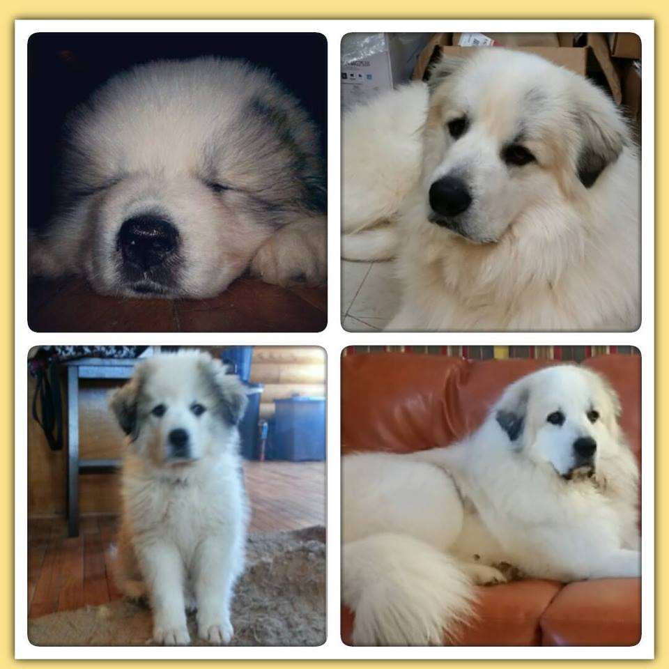 How badger marks change on Great Pyrenees
