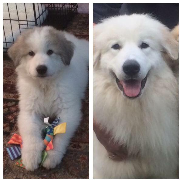 Debby Takacs Woodward's Izabella at 8 weeks and 7 months. When badger marks fade, they typically fade quickly!