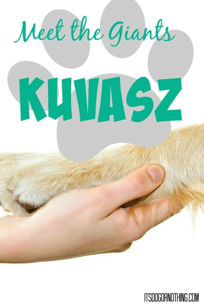This week on Meet the Giants we're talking about the Kuvasz!
