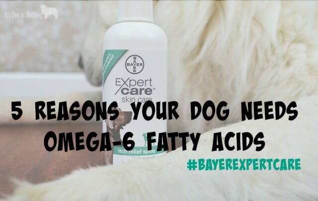 5 Reasons Your Dog Needs Omega-6 Fatty Acids #BayerExpertCare