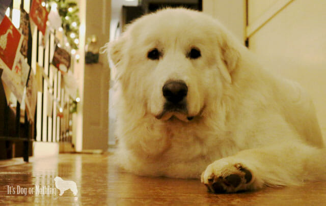 There are many reasons why Great Pyrenees are surrendered to rescue, but one very common reason is because Great Pyrenees bark more than most dogs.