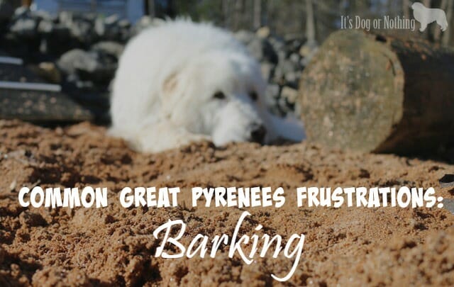 There are many reasons why Great Pyrenees are surrendered to rescue, but one very common reason is because Great Pyrenees bark more than most dogs.