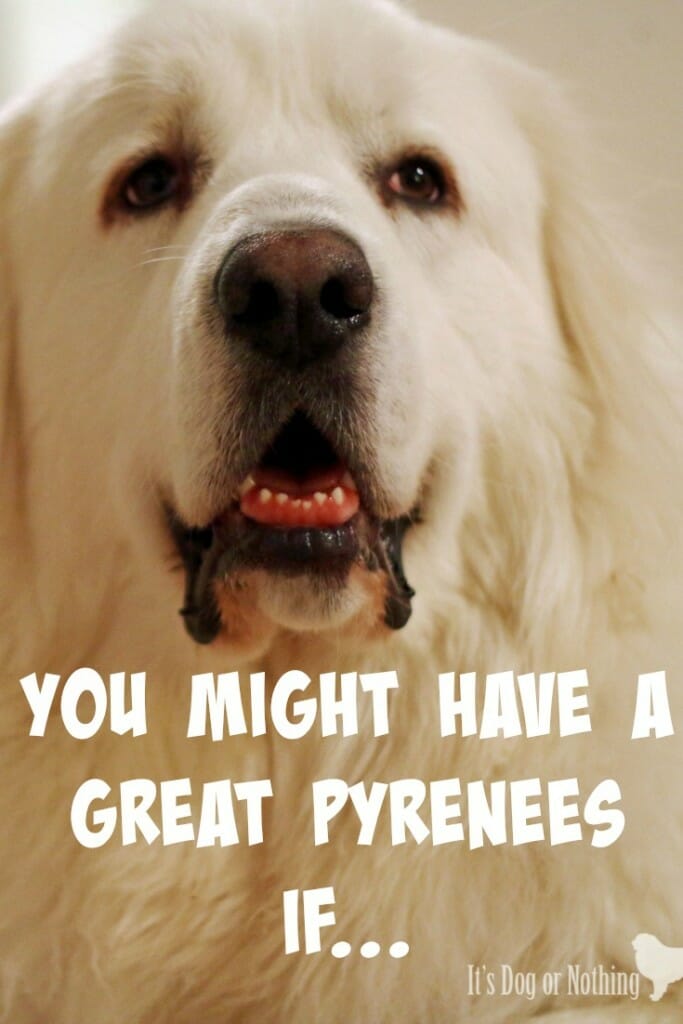 You might have a Great Pyrenees if...