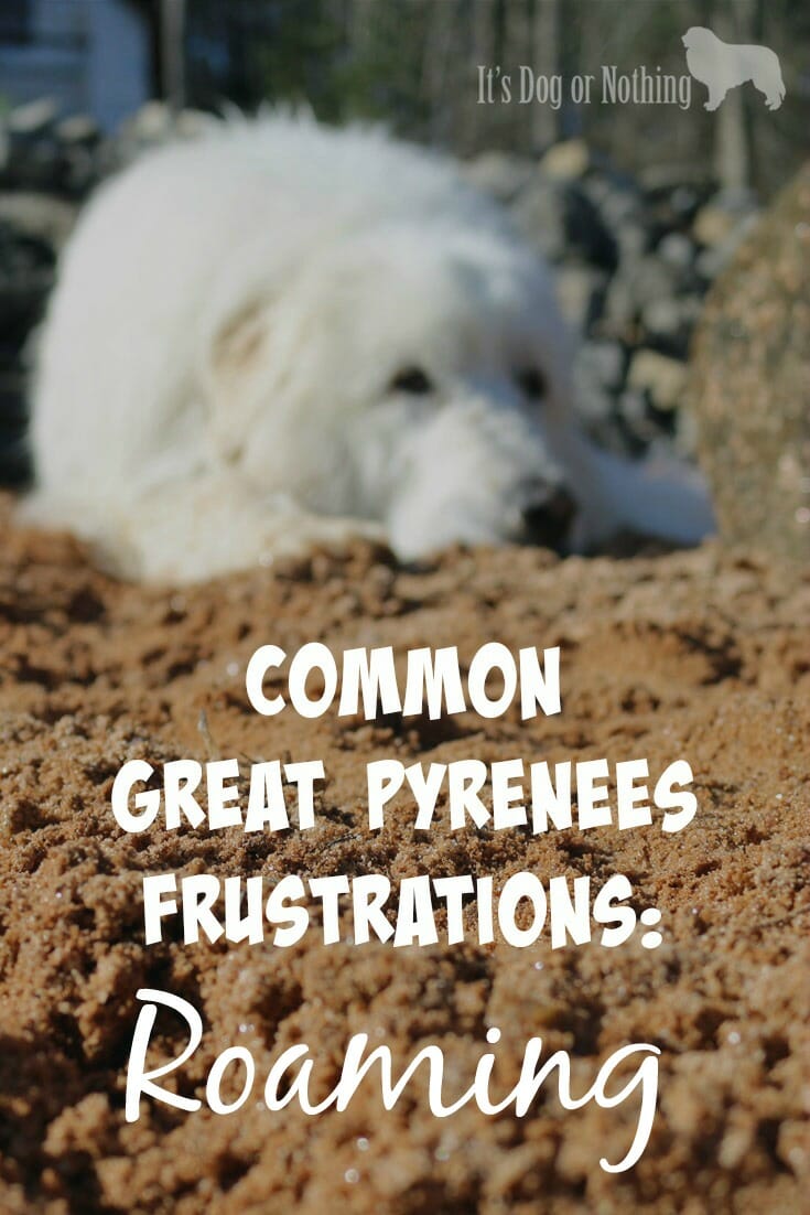 How To Prevent Great Pyrenees Roaming It s Dog or Nothing