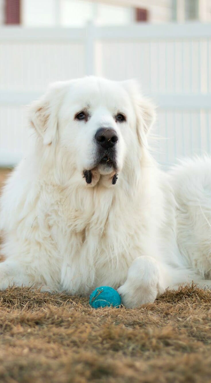 great pyrenees apartment