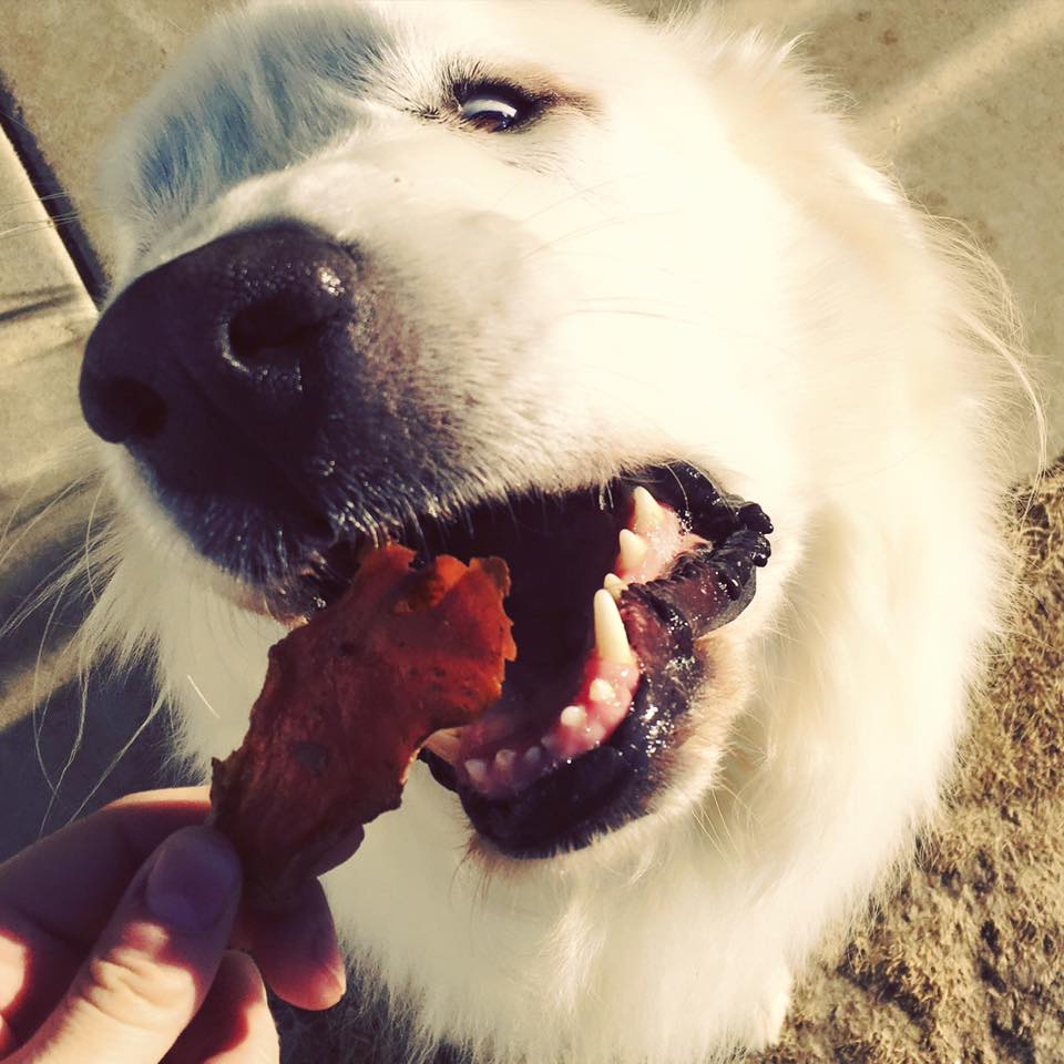 Great Pyrenees with Dr. Harvey's Sweet Potate'r Chews