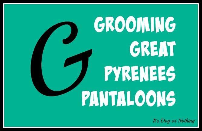 When it comes to giant breed health and nutrition, there's a lot that goes into raising a happy, healthy dog. We're going from A to Z talking about giant breed specific needs! Today, it's all about grooming Great Pyrenees pantaloons!