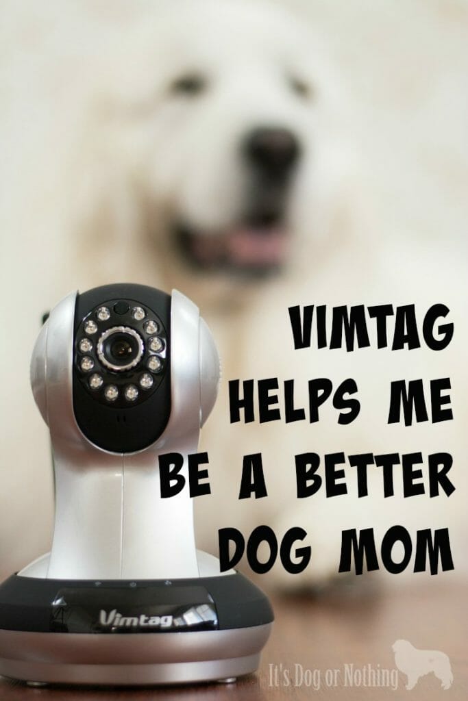 Are you worried about your dog during the day or simply curious as to how they spend their time? Click through to read why we prefer a Vimtag camera to keep track of our furbabies!
