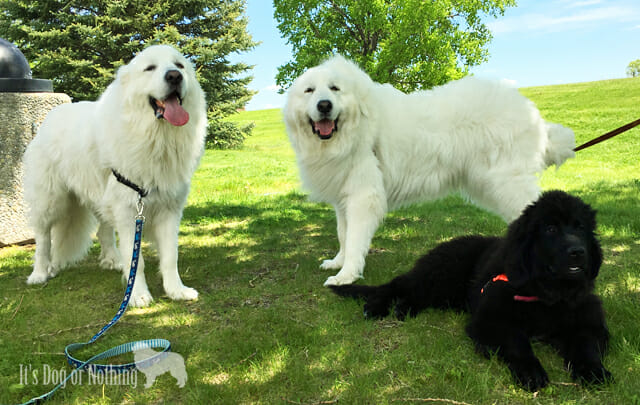 Newfoundland and 2024 great pyrenees