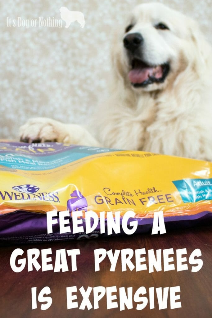 Best diet on sale for great pyrenees