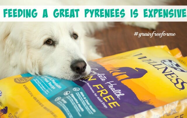 Great pyrenees food allergies sale