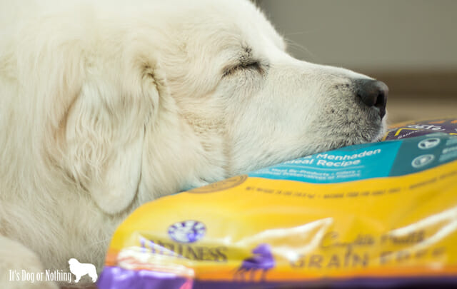One of the first things I'm always asked about Great Pyrenees is, "How much do they eat?" Today, I'm answering that question and giving my recommendation for the perfect food.