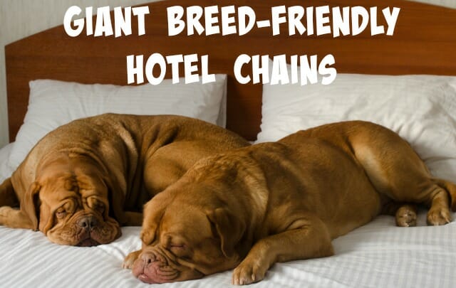 Hotels that store allow big dogs