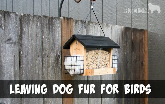 Dog bird outlet feeder