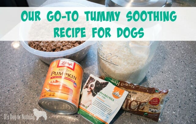 Our Go-To Tummy Soothing Recipe for Dogs