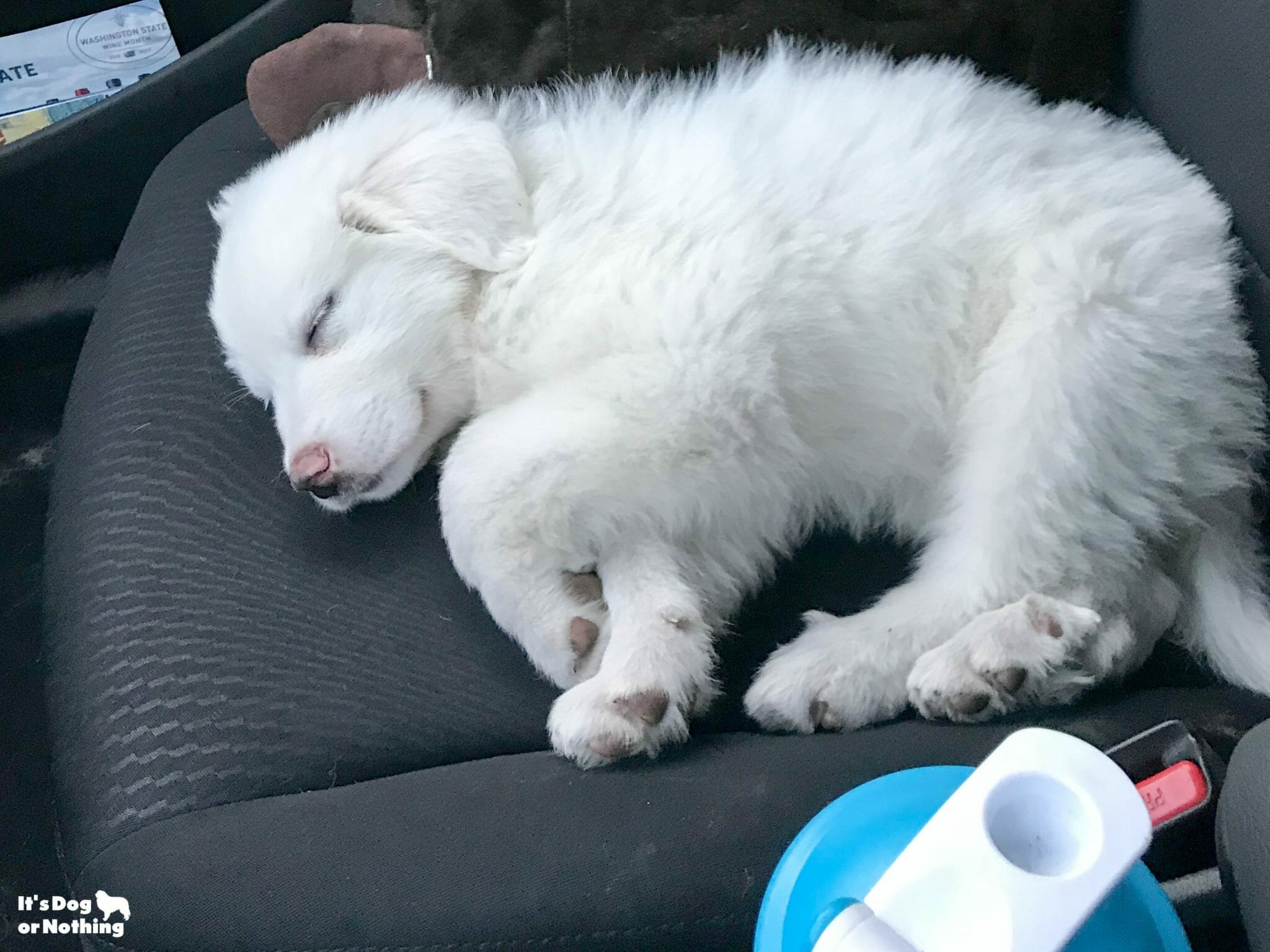 6 week store old great pyrenees