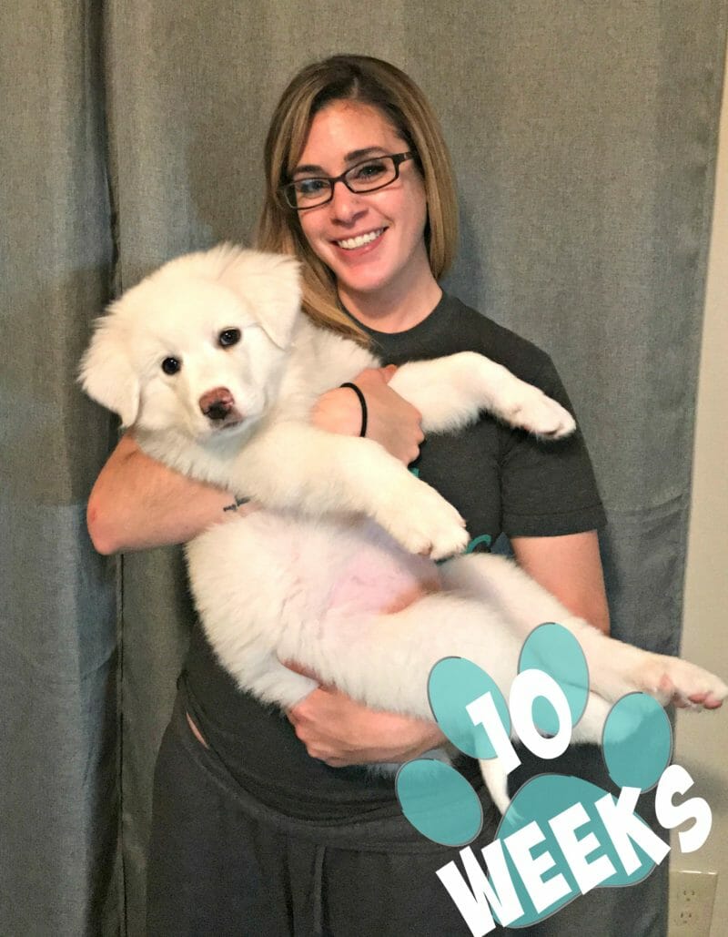 9 week old great pyrenees