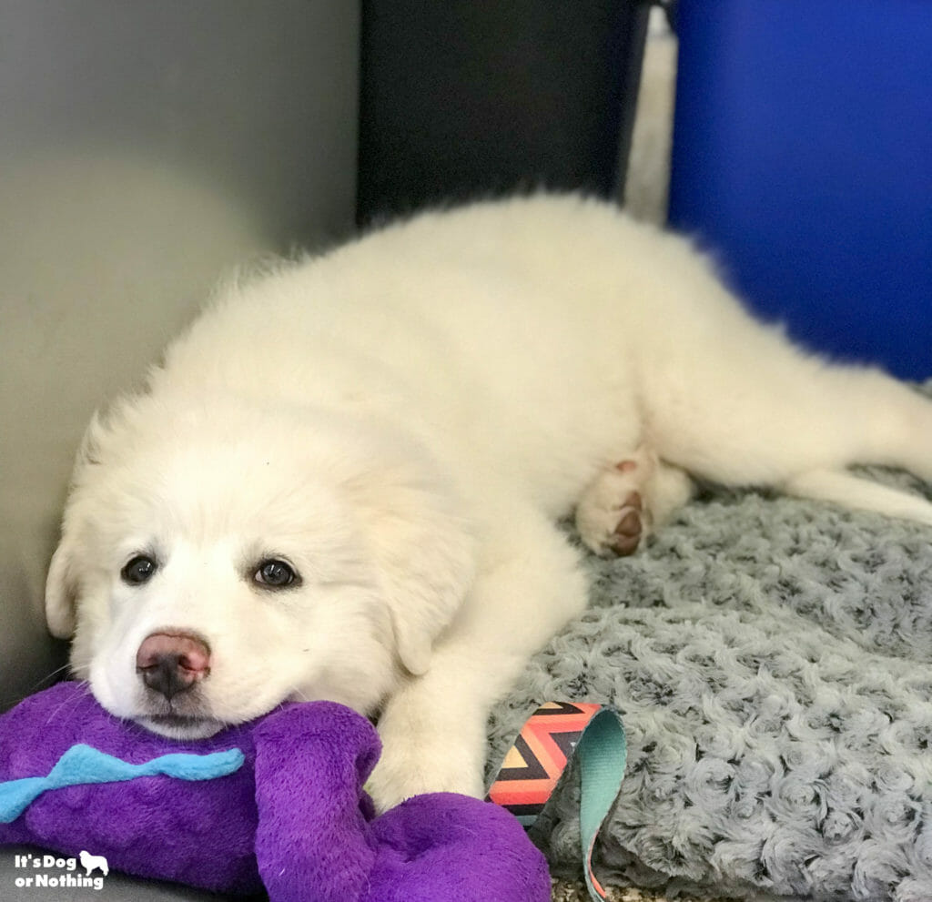 old great pyrenees