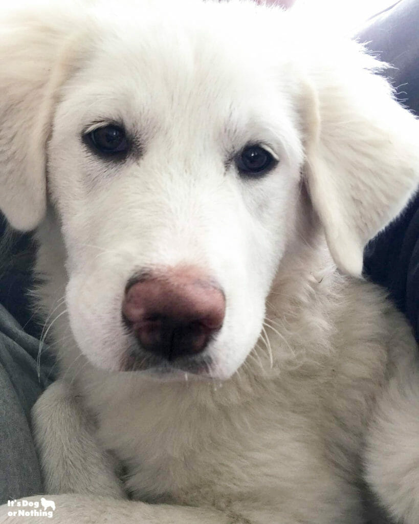 2 month old great hot sale pyrenees