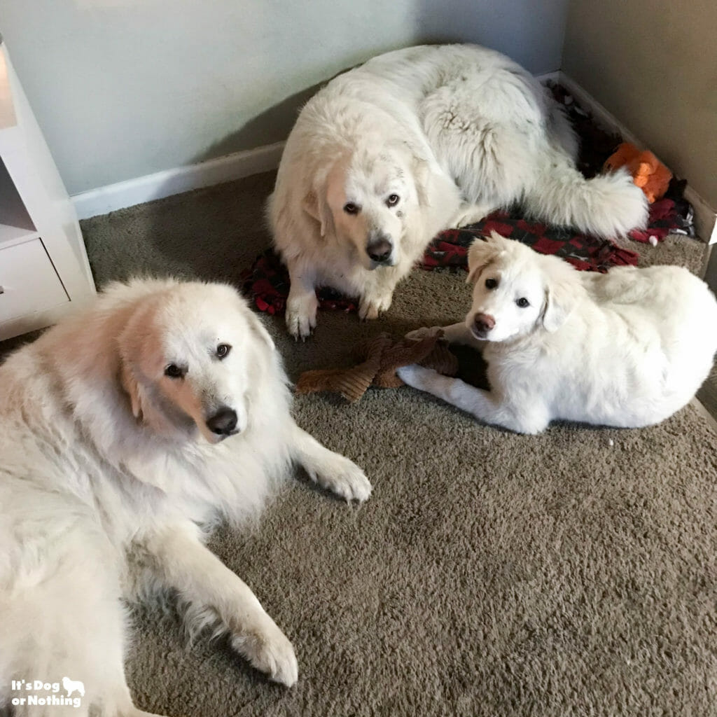 7 month old great sales pyrenees