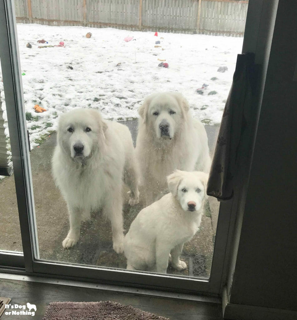 5 week store old great pyrenees