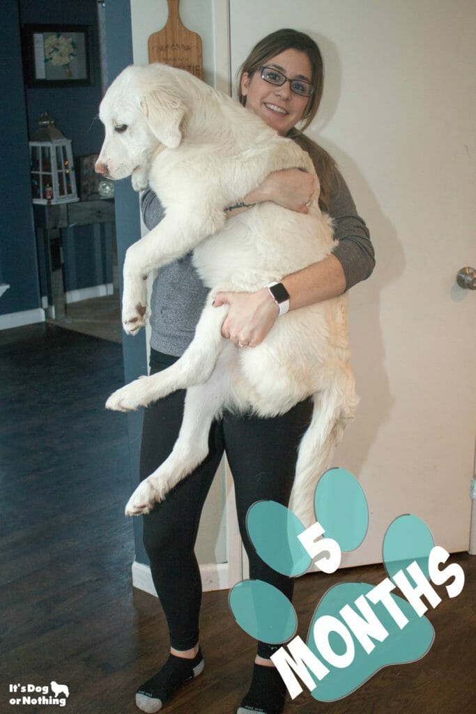 Kiska, our Great Pyrenees puppy, is 5 months olds now! Keep checking back to watch her grow.