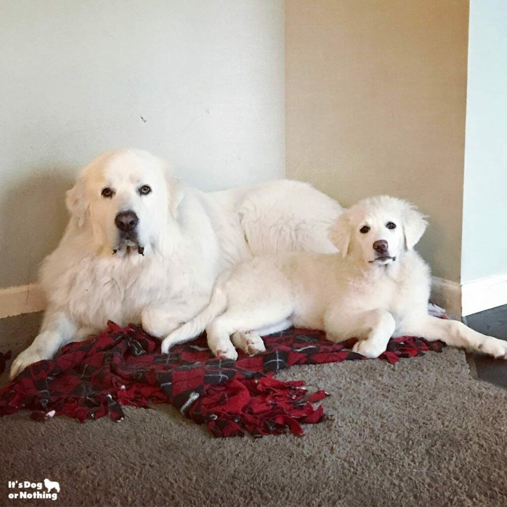 5 month old great sales pyrenees