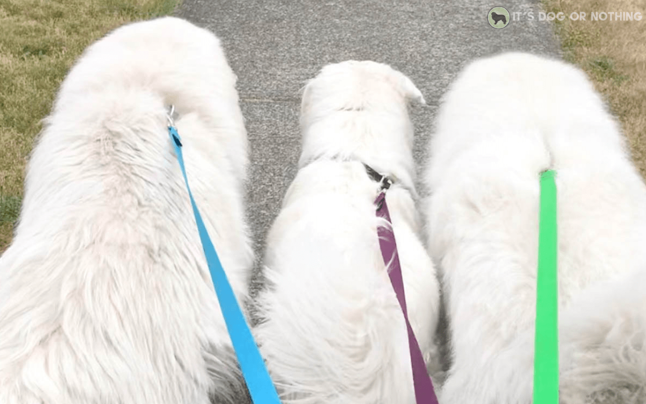 Best leash for great pyrenees hotsell