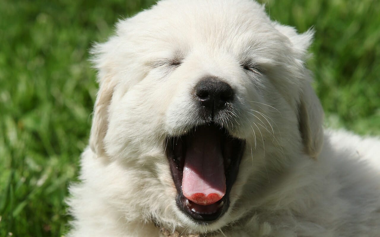 dog great pyrenees puppy