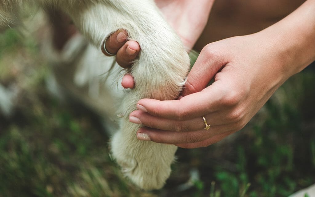 clippers for great pyrenees