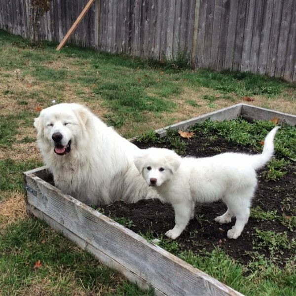 old great pyrenees