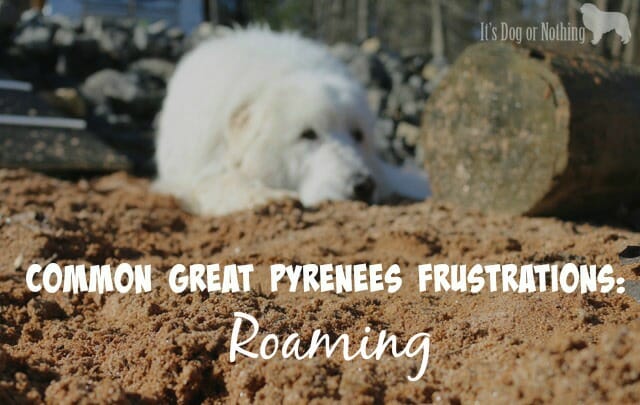 How To Prevent Great Pyrenees Roaming It s Dog or Nothing