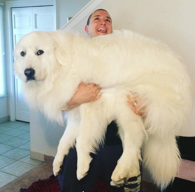 8 Ways Your Great Pyrenees Helps You Get Fit | It's Dog or Nothing