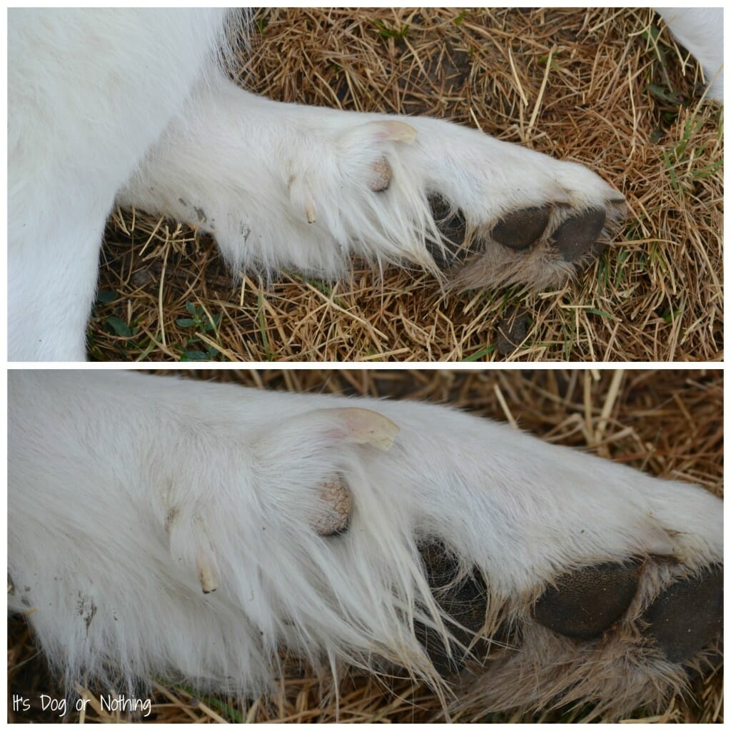 You've noticed your Great Pyrenees (or perhaps other breed) has double dew claws. The question is - should they stay or should they go?