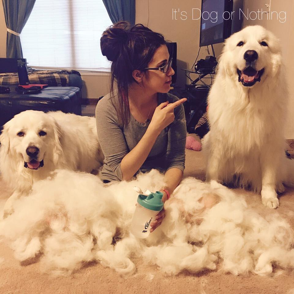 brush for great pyrenees