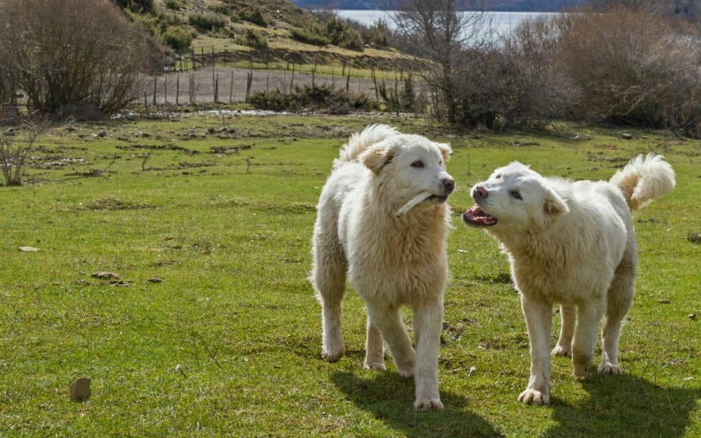 Great pyrenees blowing clearance coat