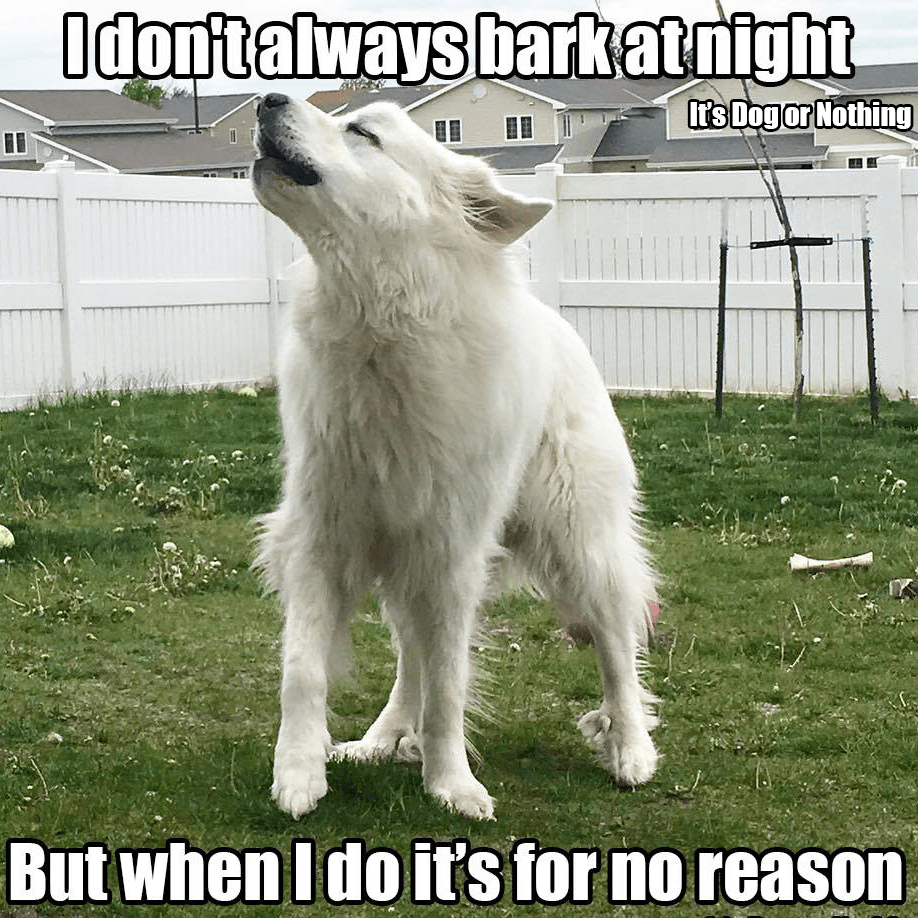 Great Pyrenees are beautiful, majestic dogs, but they're not for everyone. If you want a pyr, consider these six things first.