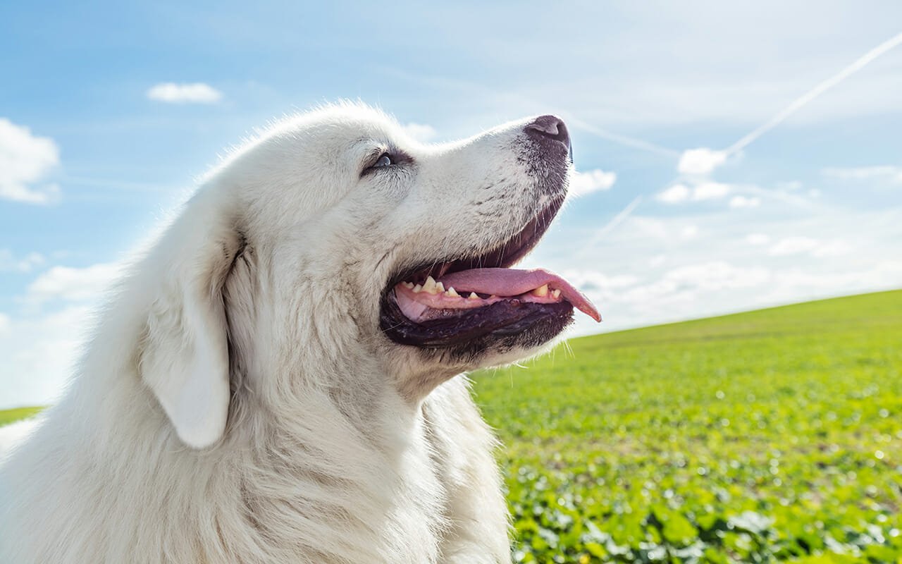 Karakachan great pyrenees store mix