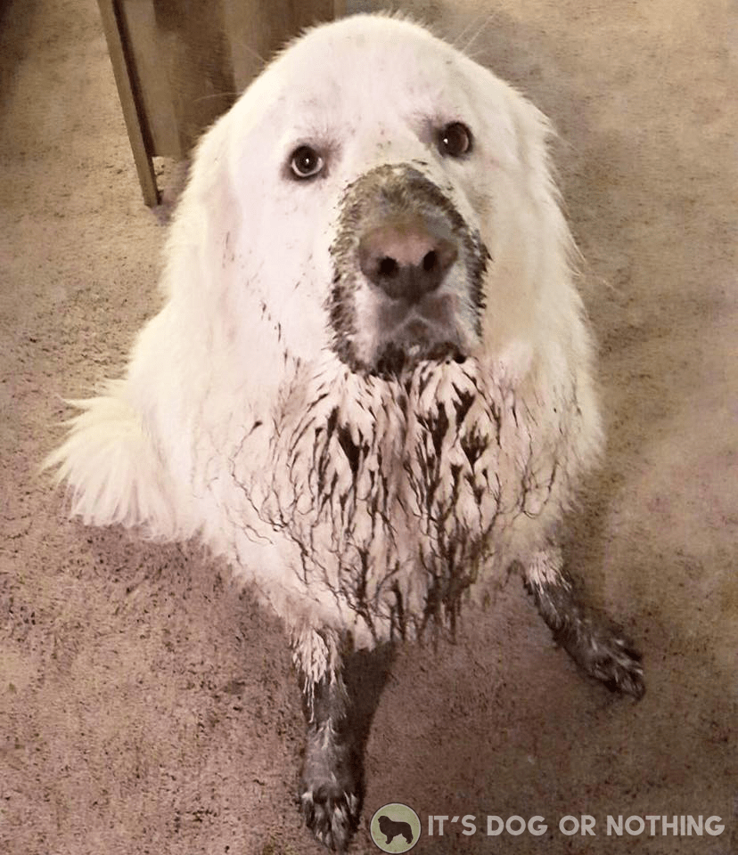 great pyrenees precio